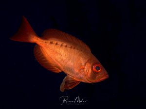 Ein Großaugen-Soldatenfisch schwimmt frei im dunklen Wasser und zeigt seine charakteristische orange-rote Färbung und das namensgebende große Auge. Die Aufnahme entstand während eines Nachttauchgangs.