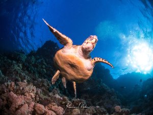 Eine Echte Karettschildkröte schwimmt elegant über einem Korallenriff im blauen Wasser. Die Schildkröte ist in einer dynamischen Pose mit ausgestreckten Flossen gefangen, während Sonnenstrahlen durch das Wasser scheinen und eine dramatische Beleuchtung erzeugen.