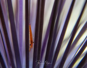 Eine kleine orange-rote Garnele versteckt sich zwischen den langen, violett-schwarzen Stacheln eines Diademseeigels. Die Aufnahme zeigt die typische Schutzgemeinschaft zwischen Garnelen oder anderen kleinen Fischen und den giftigen Seeigeln.