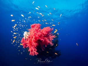 Eine prächtige rosarot blühende Weichkoralle dominiert die Szene, umgeben von einem lebhaften Schwarm kleiner Riffbarsche in leuchtend gelben und orangen Farben. Die Aufnahme zeigt die typische Symbiose zwischen Korallen und den sie bewohnenden Fischen im klaren blauen Wasser.