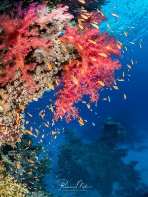 Eine spektakuläre Riffszene mit leuchtend rosa-roten Weichkorallen, die von einem Schwarm orange-gelber Fahnenbarsche umgeben sind. Die farbenprächtigen Korallen bilden einen dramatischen Kontrast zum tiefblauen Freiwasser im Hintergrund.
