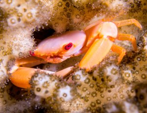Eine kleine Krabbe mit leuchtend orangefarbenen Beinen und einem rosa-weißlichen Körper mit markanten roten Augen versteckt sich zwischen Korallen. Die Krabbe zeigt eine perfekte Tarnung in ihrem natürlichen Lebensraum zwischen den strukturierten Korallenpolypen.