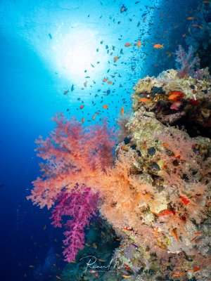 Rosa und pinke Weichkorallen (Dendronephthya) an einem Riffhang im Roten Meer. Fahnenbarsche schwimmen im Sonnenlicht über den Korallen, das blaue Wasser bildet einen perfekten Hintergrund.