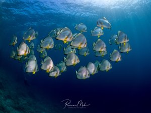 Ein dichter Schwarm Fledermausfische zieht in Formation durch das Blauwasser. Im Hintergrund ist die Silhouette eines Tauchers zu sehen, während Sonnenstrahlen durch die Wasseroberfläche brechen.