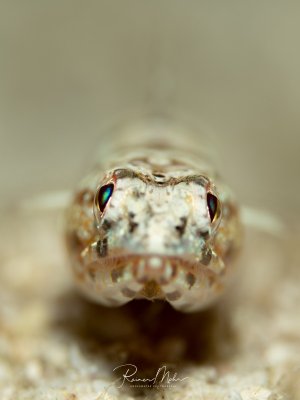 Extreme Frontalaufnahme eines Eidechsenfisches auf dem Sandboden. Die irisierenden Augen und die detailreiche Kopfstruktur sind in dieser Supermakro-Aufnahme perfekt eingefangen.