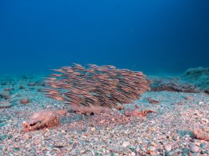 Ein kompakter Schwarm juveniler Korallenwelse formiert sich zu einer kugelförmigen Schutzformation auf dem Sandgrund.