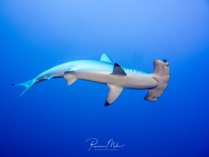 Ein Hammerhai gleitet elegant durch das tiefblaue Freiwasser. Der charakteristische hammerförmige Kopf mit den seitlich angeordneten Augen ist deutlich zu erkennen, während der Hai seine typische stromlinienförmige Silhouette zeigt.