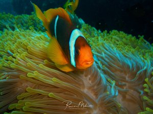 Ein Rotmeer-Anemonenfisch schwimmt zwischen den Tentakeln seiner Wirtsanemone. Der orange-schwarze Clownfisch mit seinem charakteristischen weißen Streifen lebt in perfekter Symbiose mit der Anemone, die ihm Schutz vor Fressfeinden bietet.