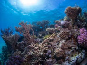 Eine vielfältige Korallenriffszene mit verschiedenen Hart- und Weichkorallen in unterschiedlichen Farben von braun über violett bis hin zu weißlichen Tönen. Die verzweigten Steinkorallen und weichen Korallenpolypen bilden eine dichte, gesunde Riffstruktur im klaren blauen Wasser mit Sonnenlicht von der Oberfläche.