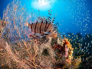 Ein Rotfeuerfisch (Pterois volitans) schwebt vor einer großen orangefarbenen Gorgonie am Riff. Im Hintergrund ein Schwarm kleiner Fische und weitere bunte Korallen im Gegenlicht der Sonne.