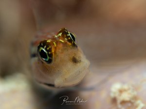 Makro-Portrait einer kleinen Grundel (Blenniidae) die frontal in die Kamera blickt. Die großen Augen mit den goldenen Iris-Mustern und die Details des Gesichts sind scharf abgebildet.