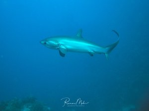 Ein Fuchshai schwimmt elegant durch das tiefblaue Freiwasser. Der schlanke Hai mit seiner charakteristischen bläulichen Färbung und der langen Schwanzflosse zeigt die typische stromlinienförmige Körperform dieser pelagischen Art.
