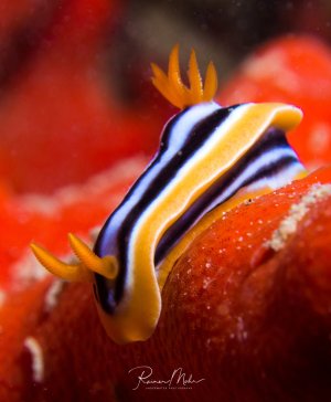 Eine wunderschöne Nacktschnecke mit charakteristischen schwarz-weißen Längsstreifen und gelben Akzenten kriecht über rote Weichkorallen. Die orangefarbenen Rhinophoren und Kiemenbüschel sind deutlich sichtbar und zeigen die typische Morphologie dieser eleganten Meeresschnecke.