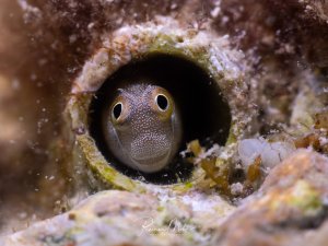 Ein kleiner Schleimfisch lugt neugierig aus seiner Wohnröhre und blickt den Betrachter mit großen Augen an.