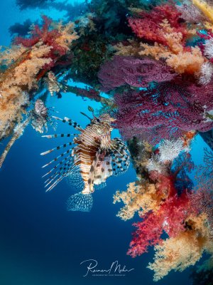 Zwei Rotfeuerfische (Pterois volitans) schweben unter einem mit bunten Weichkorallen und lila Gorgonien bewachsenen Wrackstück. Die ausgebreiteten Flossenstrahlen bilden ein eindrucksvolles Muster.