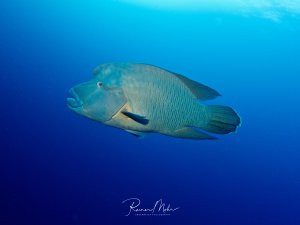Ein großer Napoleon-Lippfisch schwimmt majestätisch durch das tiefblaue Wasser. Der imposante Fisch zeigt seine charakteristische türkise Färbung mit den feinen Linien am Körper und den markanten wulstigen Stirnhöcker, der ihn als ausgewachsenes Männchen kennzeichnet.