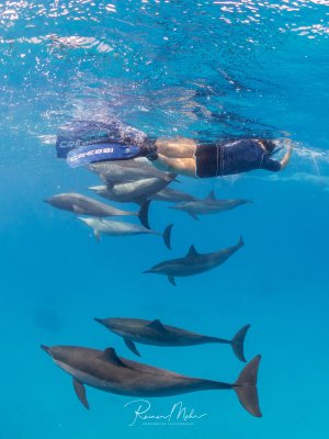 Eine Schnorchlerin schwimmt über einer Gruppe Spinnerdelfine (Stenella longirostris) im klaren blauen Wasser. Mehrere Delfine gleiten elegant unter ihr hindurch.