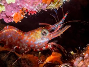 Eine farbenprächtige Garnele mit orange-roten Flecken und transparentem Körper sitzt zwischen bunten Korallen und Schwämmen. Die langen Antennen sind deutlich sichtbar und das Tier zeigt die typische geduckte Haltung beim Verstecken im Riff.