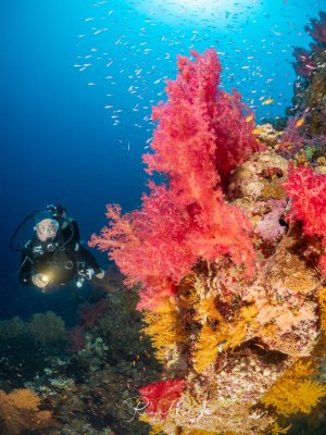 Ein Taucher mit Lampe bewundert eine große leuchtend rote Weichkoralle (Dendronephthya) an einem Riffhang im Roten Meer. Gelbe Gorgonien und ein Schwarm Fahnenbarsche ergänzen die farbenfrohe Szene.