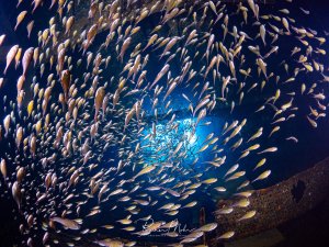 Riesiger Schwarm von Glasfischen wirbelt im Inneren eines Wracks und bildet faszinierende Muster im einfallenden Licht.