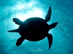 Eine Meeresschildkröte schwimmt majestätisch durch das blaue Wasser, von unten fotografiert als eindrucksvolle Silhouette gegen das helle Sonnenlicht an der Wasseroberfläche. Die kraftvollen Flossen und der stromlinienförmige Körper sind deutlich zu erkennen.
