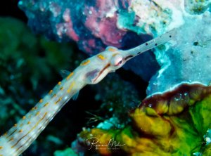 Eine Seenadel mit charakteristischen gelben Punkten entlang seines weißlichen Körpers gleitet durch eine bunte Rifflandschaft mit Hart- und Weichkorallen.