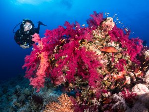 Ein Taucher erkundet eine spektakuläre Korallenwand mit leuchtend pinken Weichkorallen und orangefarbenen Schwämmen. Zwischen den Korallen schwimmen kleine Riffbarsche, während die intensive Farbenpracht des Riffs in kristallklarem blauen Wasser zur Geltung kommt.