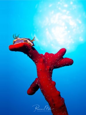 Prachtnacktschnecke auf einem leuchtend roten Schwamm, von unten gegen die Sonne fotografiert. Kunstvolle Komposition.