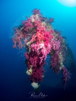 Ein farbenprächtig bewachsenes Wrackteil (Mast) ist dicht mit leuchtend pinken und violetten Weichkorallen überzogen. Hunderte kleine Fische, vermutlich Fahnenbarsche, schwirren als dichter Schwarm um die Korallenformation im tiefblauen Freiwasser.
