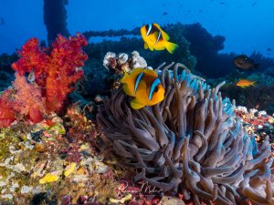 Eine lebendige Riffszene zeigt Rotmeer-Anemonenfische in ihrer Wirtsanemone, umgeben von farbenprächtigen Weichkorallen und einem Wrack im Hintergrund. Die gelb-schwarzen Anemonenfische leben in Symbiose mit der großen Anemone, während bunte Weichkorallen und andere Riffbewohner eine spektakuläre Unterwasserlandschaft bilden.
