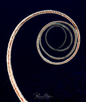 Eine spiralförmig wachsende Peitschenkoralle wächst in das Blauwasser hinaus.