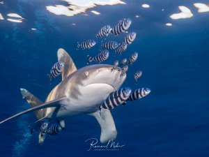 Ein Weißspitzenhochseehai (Longimanus) schwimmt majestätisch durch das tiefblaue Wasser, begleitet von einem großen Schwarm schwarz-weiß gestreifter Lotsfische. Die kleinen Begleitfische nutzen den Hai als Schutz und Transportmittel - ein faszinierendes Beispiel für Kommensalismus im offenen Ozean.