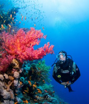Ein Taucher erkundet eine farbenfrohe Riffwand mit leuchtend pinken Weichkorallen und verschiedenen bunten Rifffischen. Die Szene zeigt die typische Vielfalt eines tropischen Korallenriffs mit Schwärmen kleiner Fische und einer prächtigen Korallenformation.