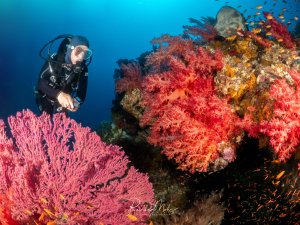 Ein Taucher schwebt neben einem mit leuchtend pinken Gorgonien und roten Weichkorallen bewachsenen Riffvorsprung. Ein Schwarm orangefarbener Fahnenbarsche umgibt die Korallen.