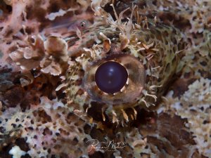 Ein Drachenkopf mit seinem charakteristischen großen, dunklen Auge ist perfekt zwischen Korallen und Schwämmen getarnt. Die braun-beige Färbung und die strukturierte Haut passen sich optimal an die Riffumgebung an, während kleine Hautfortsätze die Tarnung verstärken.