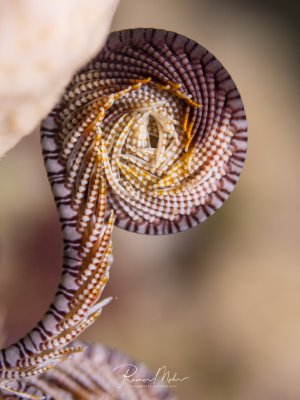 Supermakro-Aufnahme eines eingerollten Federsternarms (Crinoidea). Die fein gegliederten Arme mit den abwechselnd braunen und weißen Segmenten bilden eine faszinierende spiralförmige Struktur.