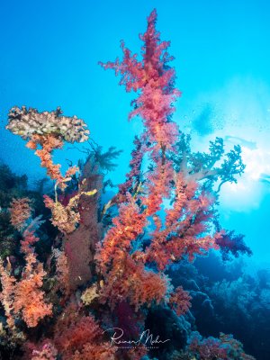 Eine prächtige Weichkorallen-Formation dominiert die Szene mit leuchtend rosa und roten Farben, die gegen das tiefblaue Wasser kontrastieren. Die baumartigen Weichkorallen erstrecken sich zur Wasseroberfläche, während im Hintergrund weitere Korallenstrukturen und die hellen Sonnenstrahlen durch das Wasser dringen.