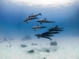 Eine Gruppe von etwa acht Delfinen schwimmt elegant über einem sandigen Meeresboden mit vereinzelten Korallenbrocken. Die Meeressäuger bewegen sich in lockerer Formation durch das klare, blaue Wasser, während Sonnenstrahlen von der Oberfläche durchscheinen.