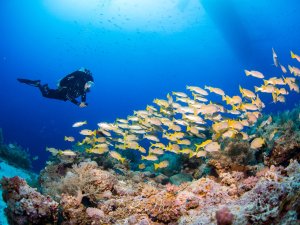 Ein Taucher beobachtet einen dichten Schwarm gelber Schnapper, die sich über einem bunten Korallenriff versammelt haben. Die Szene zeigt das lebendige Treiben am Riff mit Hart- und Weichkorallen in verschiedenen Farben, während die Fische in der charakteristischen Formation eines Fischschwarms schwimmen.