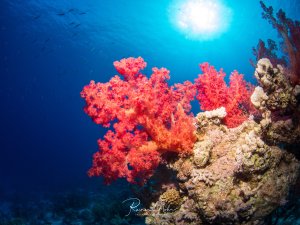 Ein prächtiges Korallenriff mit leuchtend roten Weichkorallen, die sich vor dem tiefblauen Wasser und der Sonne im Hintergrund abheben. Die weichen Korallen bilden einen farbenfrohen Kontrast zu den härteren Steinkorallen und schaffen eine typische tropische Riffszene.