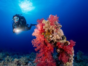 Eine Taucherin schwebt neben einer imposanten roten Weichkoralle (Dendronephthya) am Riff. Die Sonne scheint von oben ins blaue Wasser und beleuchtet die leuchtend rote Koralle.