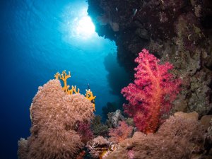Eine spektakuläre Unterwasser-szene mit leuchtend pinken und orangen Weichkorallen, während das blaue Sonnenlicht von oben durch die Oberfläche fällt. Die farbenprächtigen Korallen bilden einen dramatischen Kontrast zum tiefblauen Wasser und der dunklen Felswand.