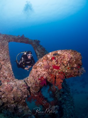 Ein Taucher erkundet ein farbenprächtig bewachsenes Wrack, das dicht mit roten und orangefarbenen Weichkorallen und anderen Meeresorganismen überzogen ist. Die Wrackstruktur bietet spektakuläre Durchgänge und Öffnungen, durch die der Taucher hindurchschwimmt.