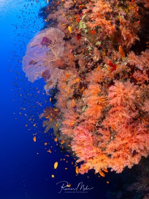 Eine Riffwand im Roten Meer, üppig bewachsen mit orangefarbenen und rosafarbenen Weichkorallen (Dendronephthya). Eine rosa Gorgonie und ein Schwarm Fahnenbarsche ergänzen das farbenprächtige Bild.