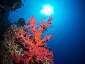 Eine prächtige rötlich-orange Weichkoralle erstrahlt im Sonnenlicht, das von der Wasseroberfläche durch das klare blaue Wasser filtert. Die Koralle zeigt ihre charakteristische baumartige Struktur mit fein verästelten Polypen in leuchtenden Rosa- und Orangetönen, während im Hintergrund weitere Riffstrukturen und kleine Fische zu erkennen sind.