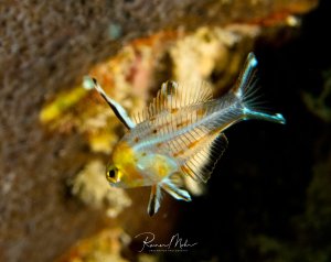 Ein junger Schweinslippfisch schwimmt vor einem bunten Korallenhintergrund. Der kleine Fisch zeigt die charakteristischen großen Augen und transparenten Flossen, die besonders bei Jungfischen dieser Art ausgeprägt sind.