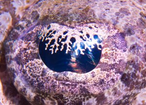 Eine beeindruckende Nahaufnahme des Auges eines Krokodilfisches zeigt die charakteristische W-förmige Pupille und die komplexe Hautstruktur. Das dunkle Auge mit seinen irisierenden Reflexionen kontrastiert eindrucksvoll mit der gefleckten, farbwechselnden Haut des Fisches.