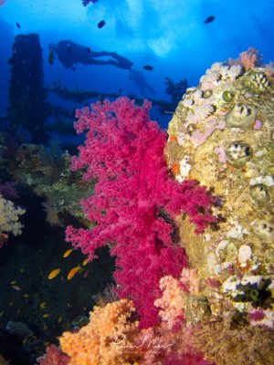 Eine farbenprächtige Riffszene mit leuchtend pinken Weichkorallen im Vordergrund und verschiedenen Seescheiden oder Manteltieren, die mit ihren charakteristischen Öffnungen die Riffwand besiedeln. Im Hintergrund schwimmen kleine gelbe Riffbarsche und ein Taucher ist in der blauen Wassersäule zu erkennen.