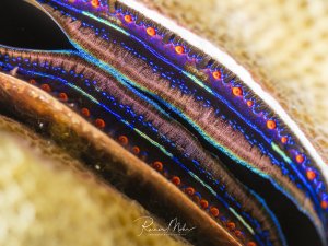 Supermakro einer Muschel (Pedum spondyloideum) in einer Porenkoralle mit faszinierenden irisierenden Mustern in Blau, Violett und Orange.