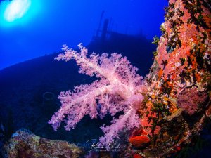 Eine prächtige Weichkoralle dominiert die Szene mit ihren ausgestreckten rosa-violetten Polypen, die im blauen Wasser des Riffs wehen. Die Koralle wächst an einem mit bunten Schwämmen und anderen Meeresorganismen bewachsenen Masten des Wracks, während das tiefblaue Wasser im Hintergrund die typische Unterwasseratmosphäre schafft.